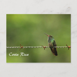 Postcard Hummingbird Costa Rica
