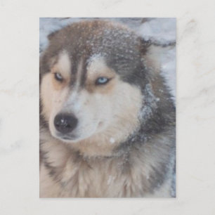 Postcard Husky Blue Eyes