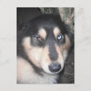Postcard Husky One Blue Eye One Brown Eye