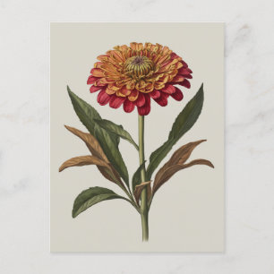 Postcard illustration of a Zinnia