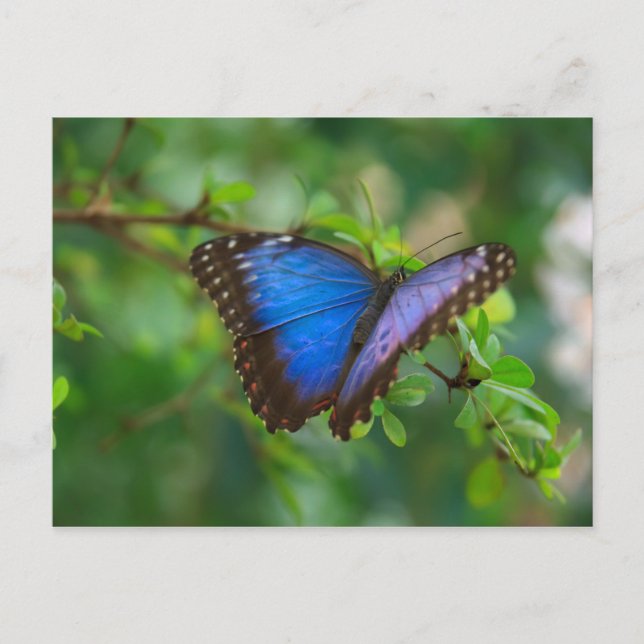 Postcard-Insects-A Blue Butterfly Postcard (Front)