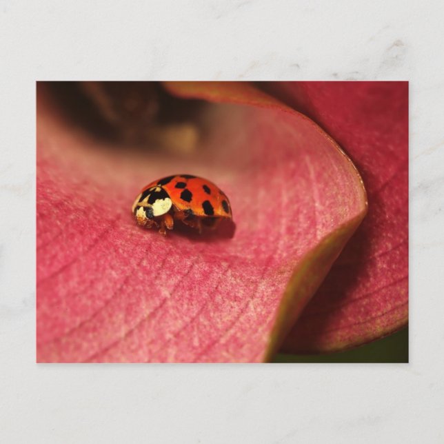 Postcard-Insects-The Lady Bug Postcard (Front)