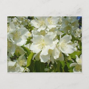 Postcard: Jasmine Postcard