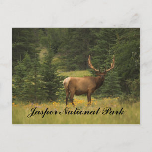 Postcard - Jasper National Park