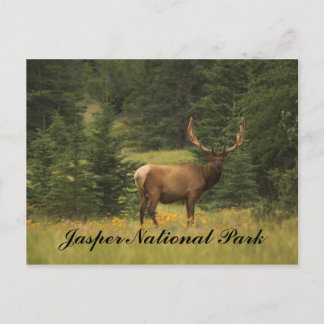 Postcard - Jasper National Park