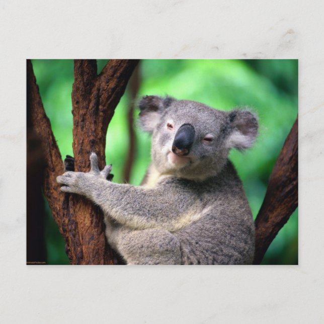 Postcard-Koala Bear Postcard (Front)