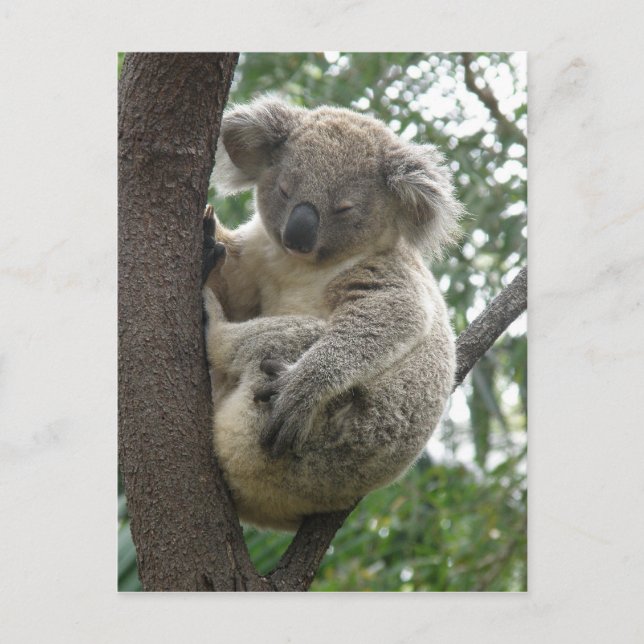 Postcard Koalas QLD Australia (Front)