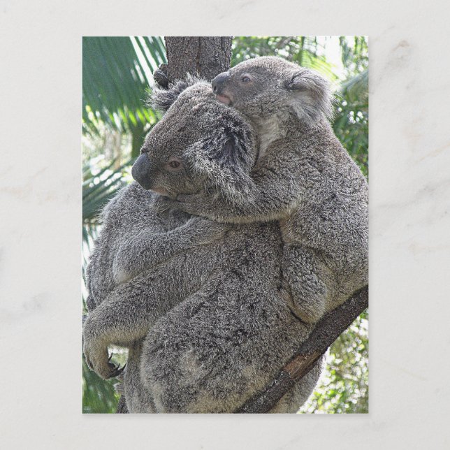 Postcard Koalas Queensland Australia (Front)