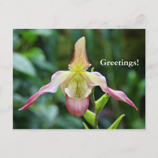 Postcard - Ladyslipper