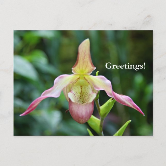 Postcard - Ladyslipper (Front)