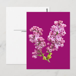 Postcard - Lilac Blossoms