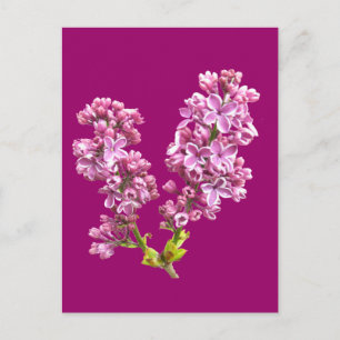 Postcard - Lilac Blossoms