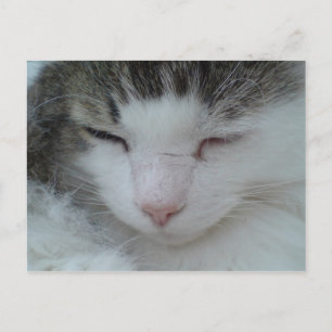 Postcard - Maine Coon Cat Image 2