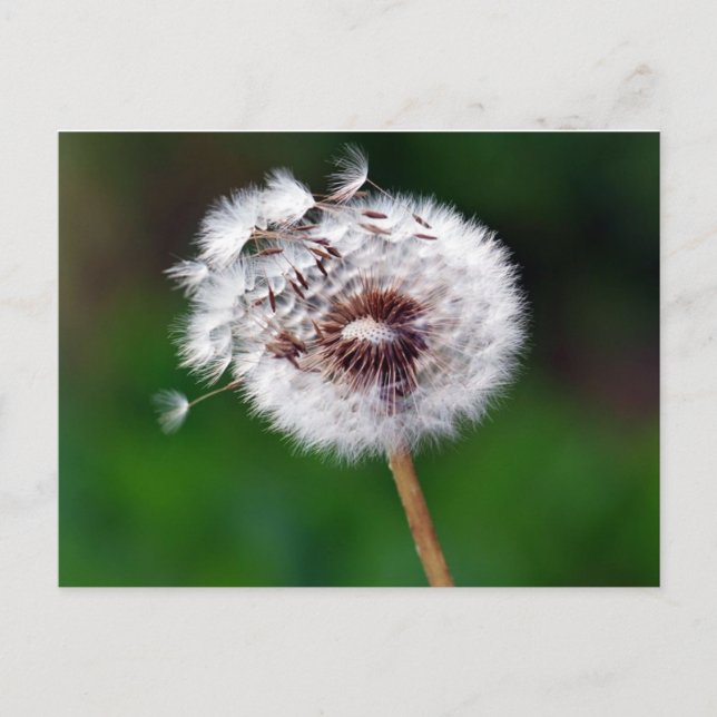 Postcard - Make a Wish (Front)