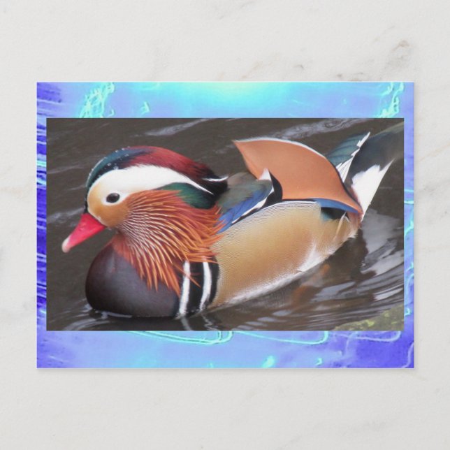 Postcard- Mandarin Duck Postcard (Front)