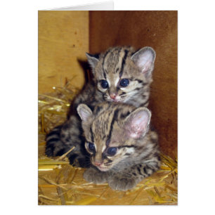 Postcard margay kittens