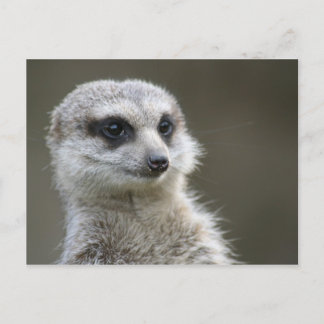 Postcard: Meerkat Postcard