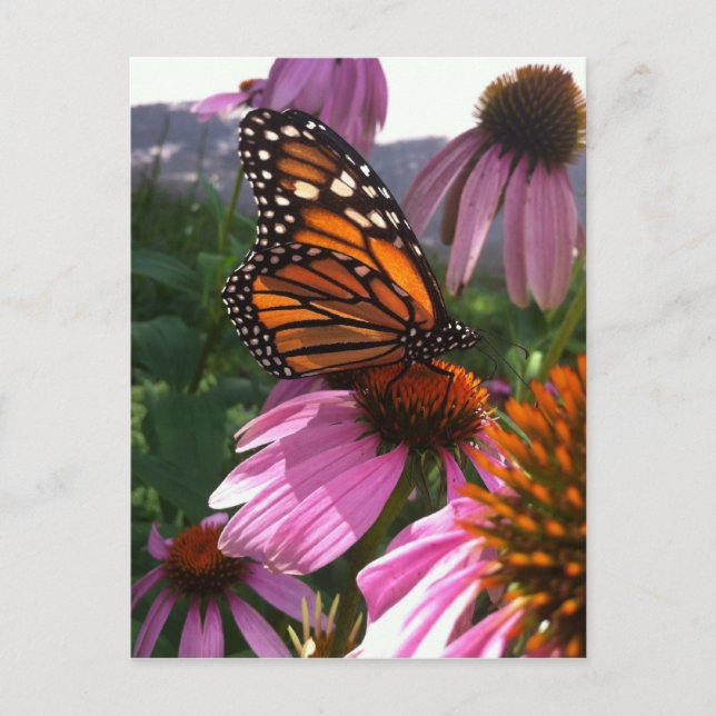 Postcard - Monarch Butterfly on Coneflower (Front)