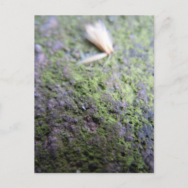 Postcard - Moß&Pollen (Front)