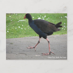 Postcard, Native Pukeko, Hamilton, New Zealand Postcard