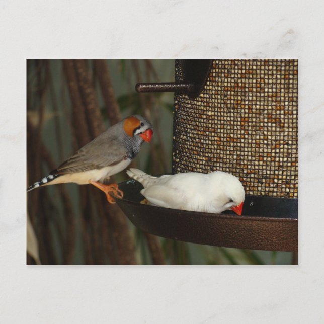 POSTCARD NATURE (Front)