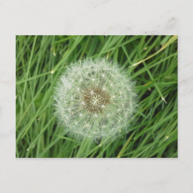 Postcard - nature image (Front)