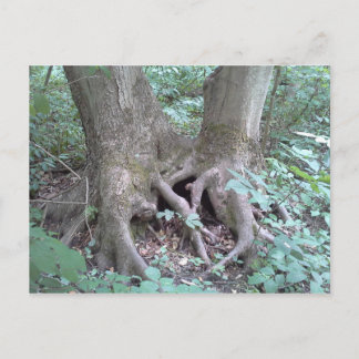 Postcard - nature image