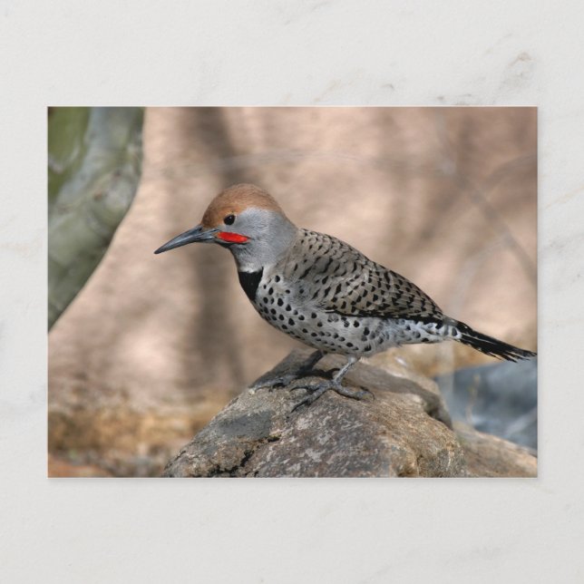 Postcard: Northern Flicker Postcard (Front)