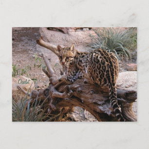 Postcard: Ocelot Postcard