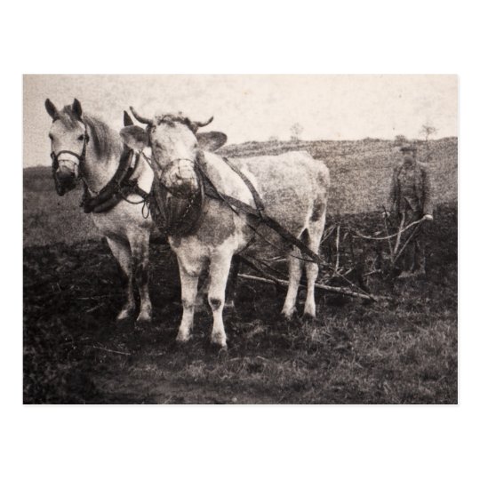 Postcard "Odd Pair"