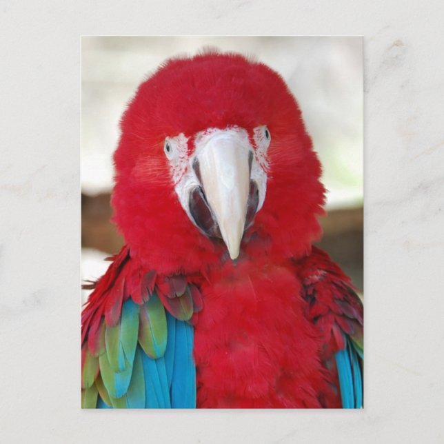 Postcard of a Beautiful Macaw Parrot (Front)