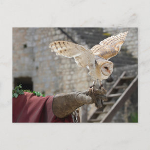 Postcard of an owl