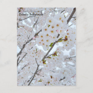 Postcard of Cherry blossoms in Trinity Bellwoods 