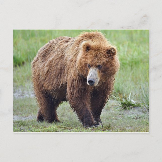 Postcard of grizzly bear (Front)