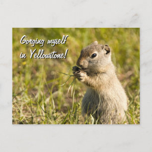 Postcard of ground squirrel eating, custom text