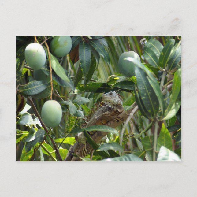 Postcard of Iguana in Mango Tree (Front)