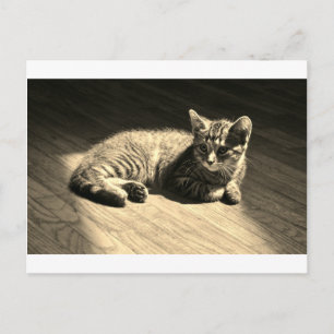 Postcard of Kitten