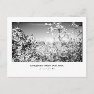 Postcard of Pear Blossoms