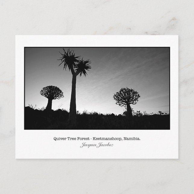 Postcard of Quiver Trees (Front)