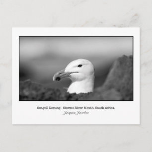 Postcard of Seagull Nesting