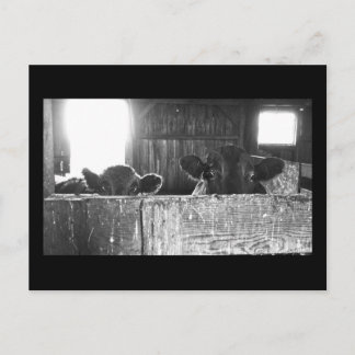 Postcard of Surprised Cows.