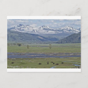 Postcard of Yellowstone National Park