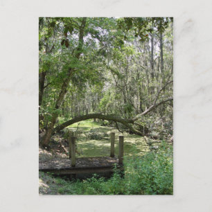 Postcard - Old Florida