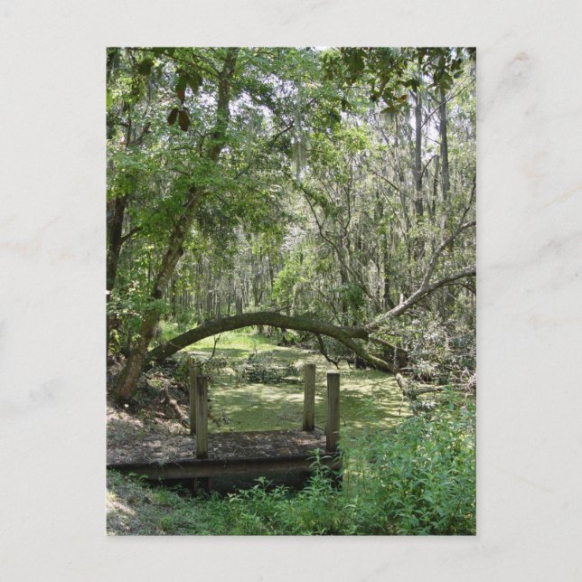 Postcard - Old Florida (Front)