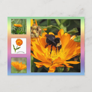 Postcard – Orange Calendula Flowers