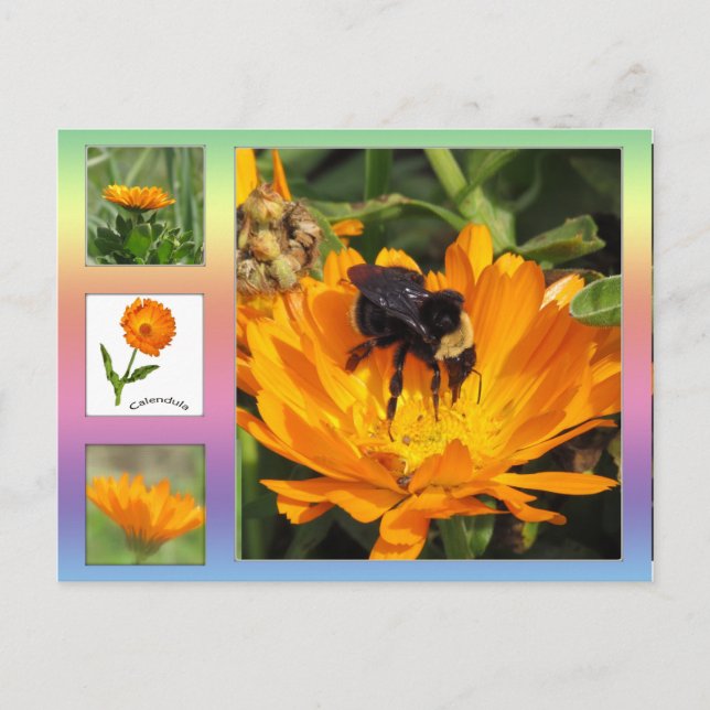 Postcard – Orange Calendula Flowers (Front)