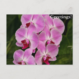 Postcard - Orchid