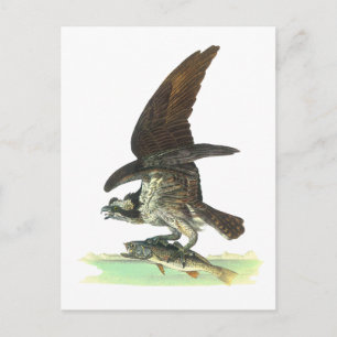Postcard: Osprey - John Audubon Postcard