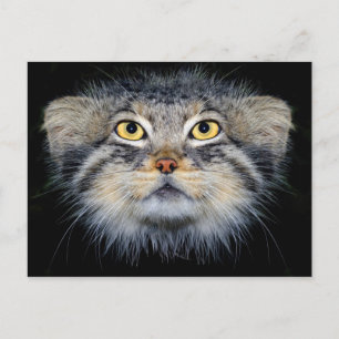 Postcard - pallas' cat