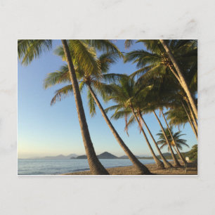 postcard palm trees and sea